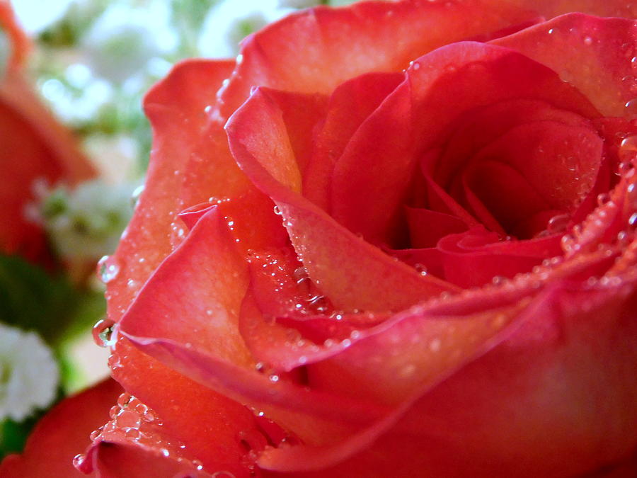 Rose Photograph - My Valentine - 3 by Arlane Crump Rose Photograph - My Valentine - 3 by Arlane Crump