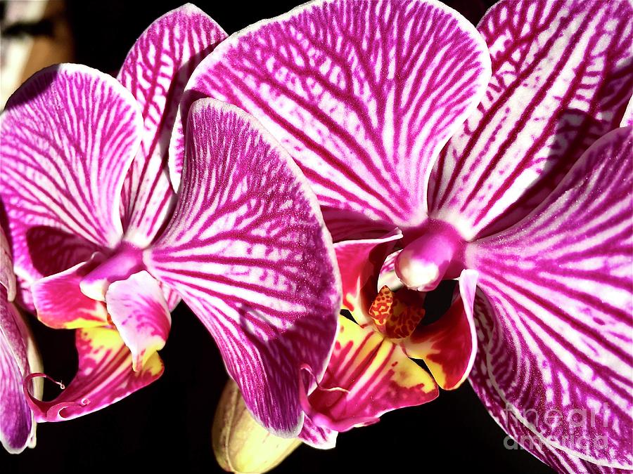 My Valentine Orchid Photograph by Eunice Warfel
