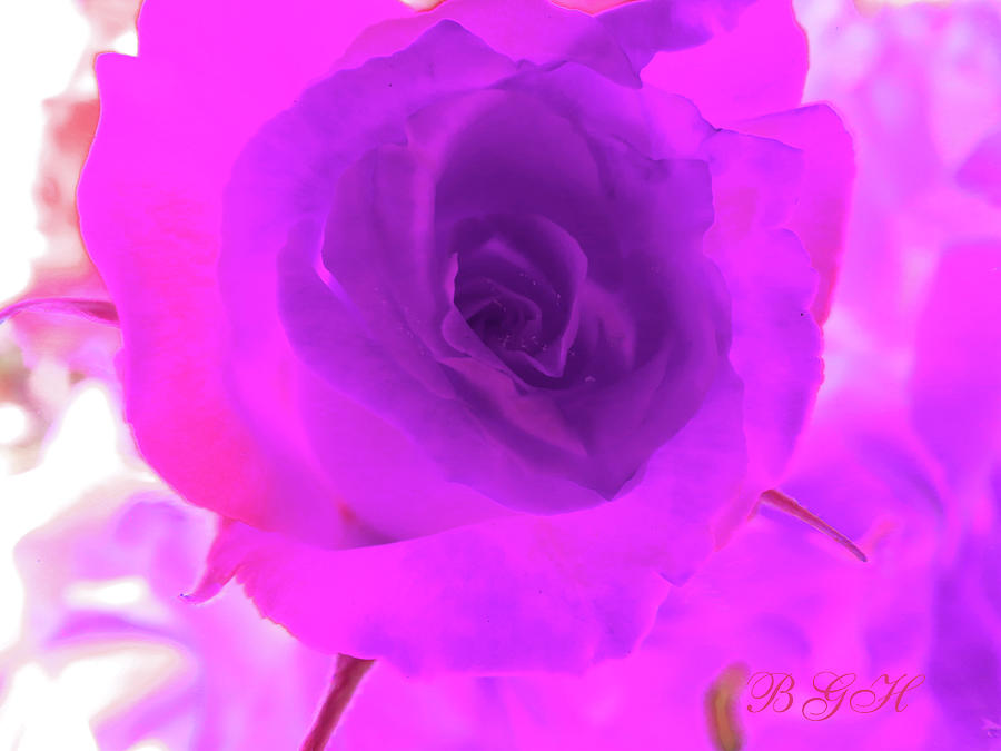My Wild Pink Violet Rose - Floral Photographic Art - Roses as Art - Flower Photography Photograph by Brooks Garten Hauschild