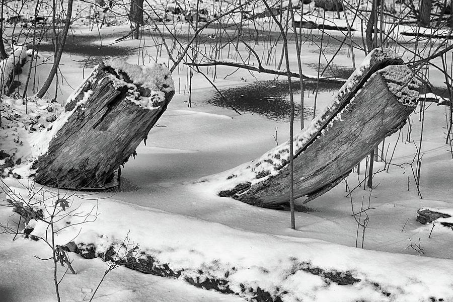 My Winter Forest Friends BW 011424 Photograph by Mary Bedy