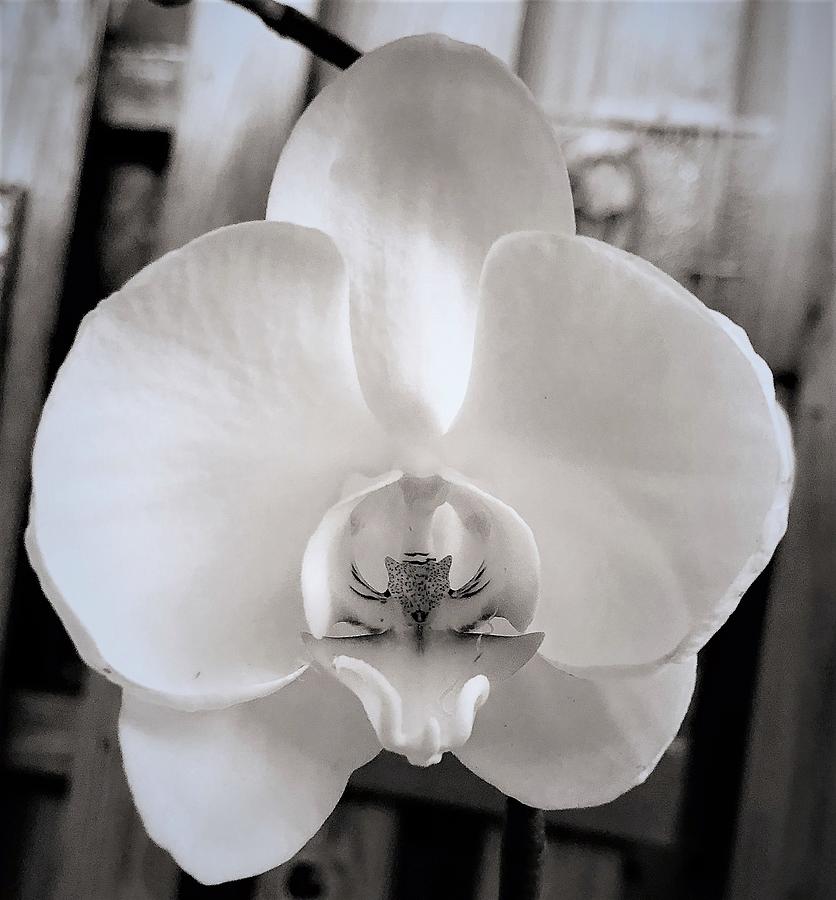 My World of Orchids Photograph by John Anderson