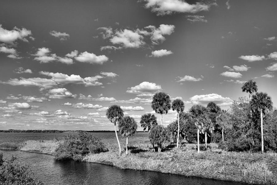 Myakka River Palms Photograph by Robert Wilder Jr