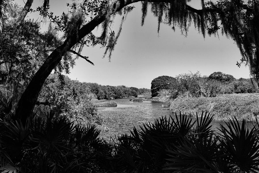 Myakka river View in Monochrome Photograph by Robert Wilder Jr
