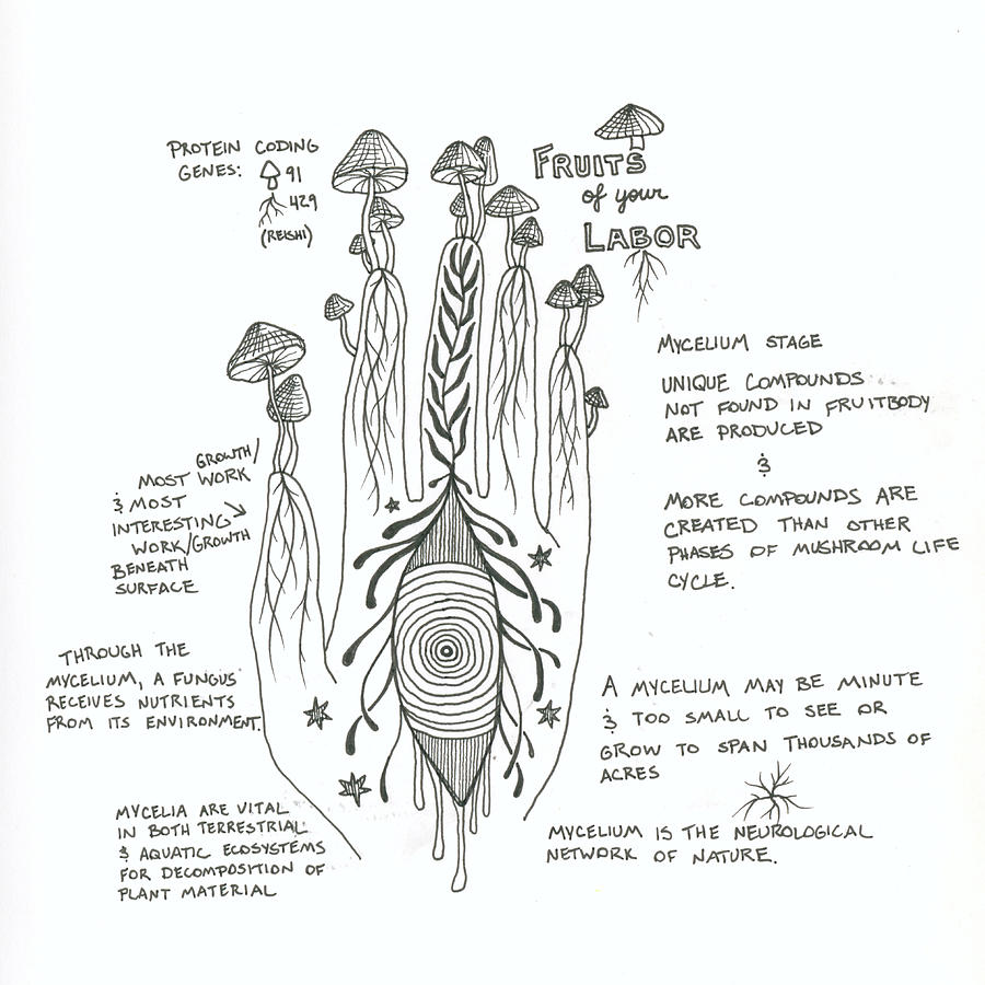 Mycelium Drawing by Sarah Quickel - Pixels