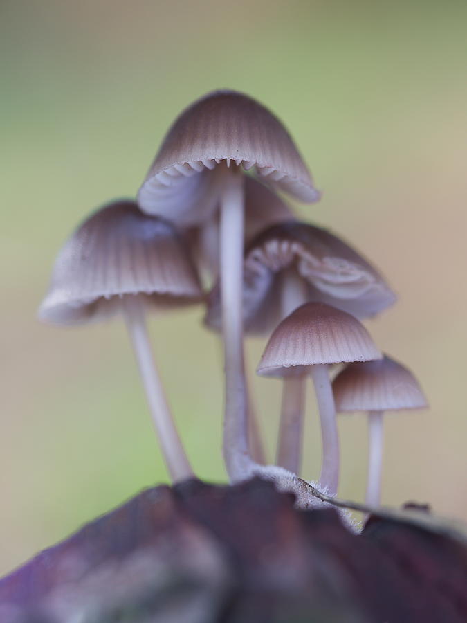 Mycena Fungi Photograph by Natura Argazkitan