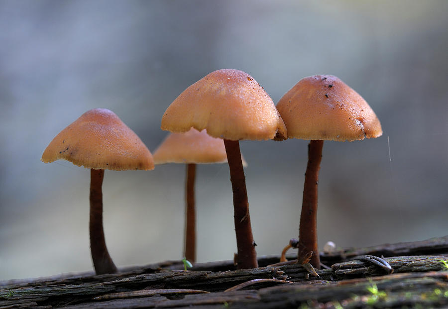 Mycena mushrooms growing on a fallen tree trunk Photograph by Kevin Oke
