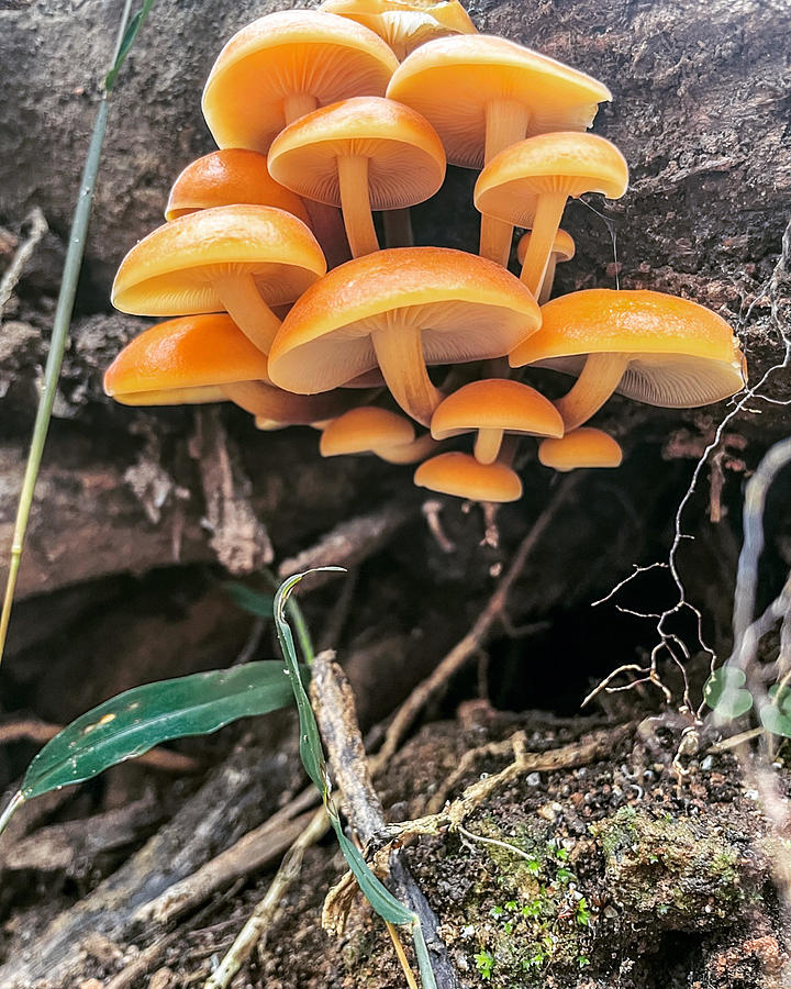 Mycena mushrooms Photograph by Haley Tebbens - Pixels