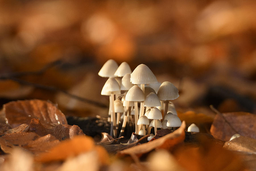 Mycenaceae fungus growing on the forest floor during an autumn morning Photograph by Sjo