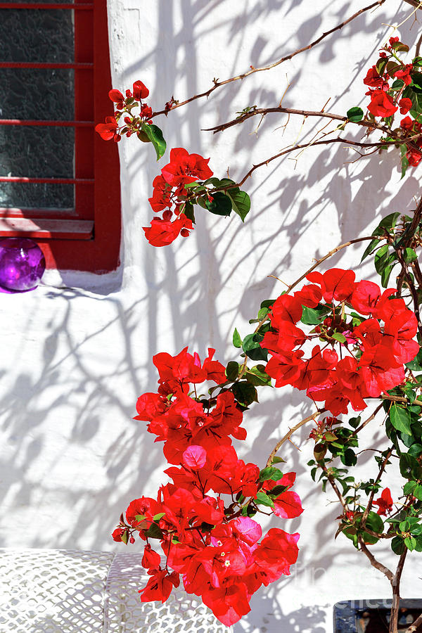Mykonos Red Flowers in Greece Photograph by John Rizzuto
