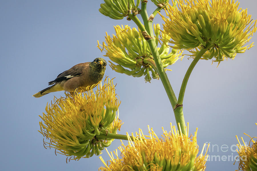 Animal Photograph - Myna Bird Covered in Pollen by Nancy Gleason