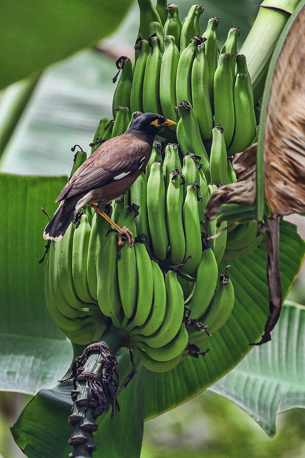 Myna Bird on Bananas Photograph by John Haldane
