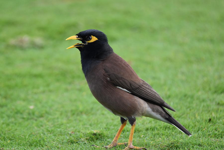 Myna bird Photograph by Stephen Adgate - Fine Art America