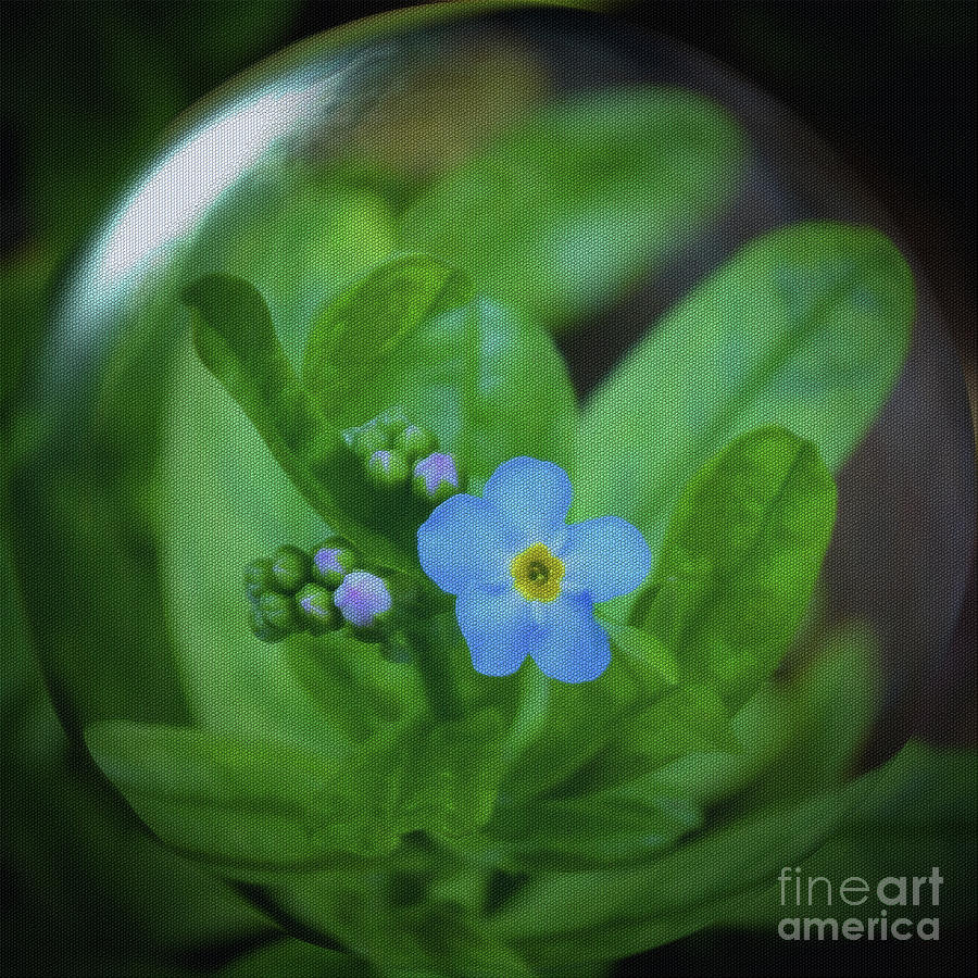 Myosotis scorpioides - Water Forget-Me-Not Photograph by Yvonne Johnstone