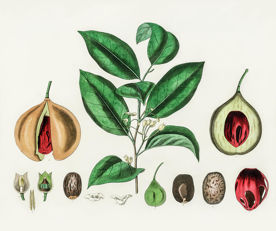 Nature Digital Art -  Myristica Moschata - Nutmeg - Medical Botany - Vintage Botanical Illustration - Plants and Herbs by Studio Grafiikka