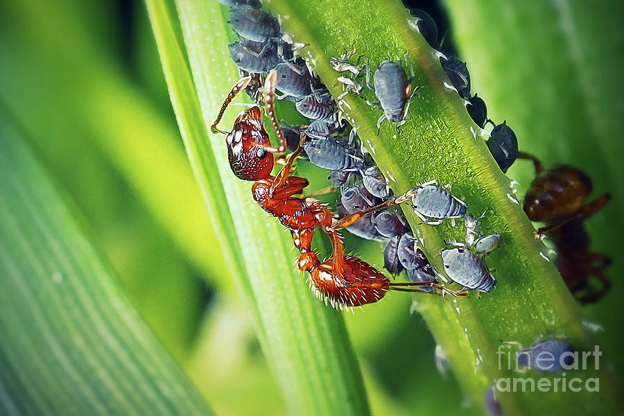 Wildlife Photograph - Myrmica rubra Common Red Ant And Black Bean Aphid Insects by Frank Ramspott
