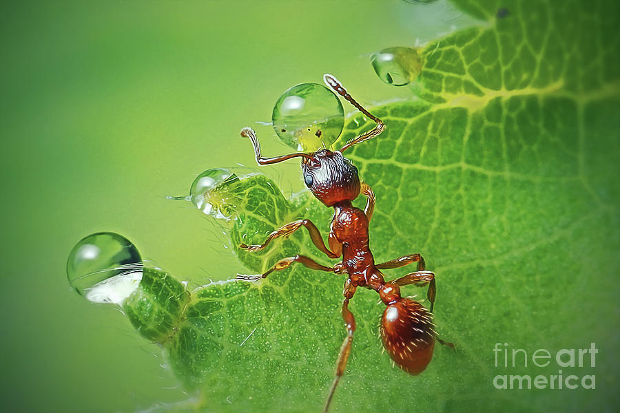 Wildlife Photograph - Myrmica rubra Formicidae Common Red Ant Insect by Frank Ramspott