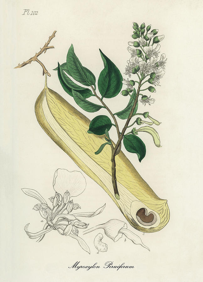 Nature Digital Art - Myroxylon Peruiferum - Quina - Medical Botany - Vintage Botanical Illustration - Plants and Herbs by Studio Grafiikka