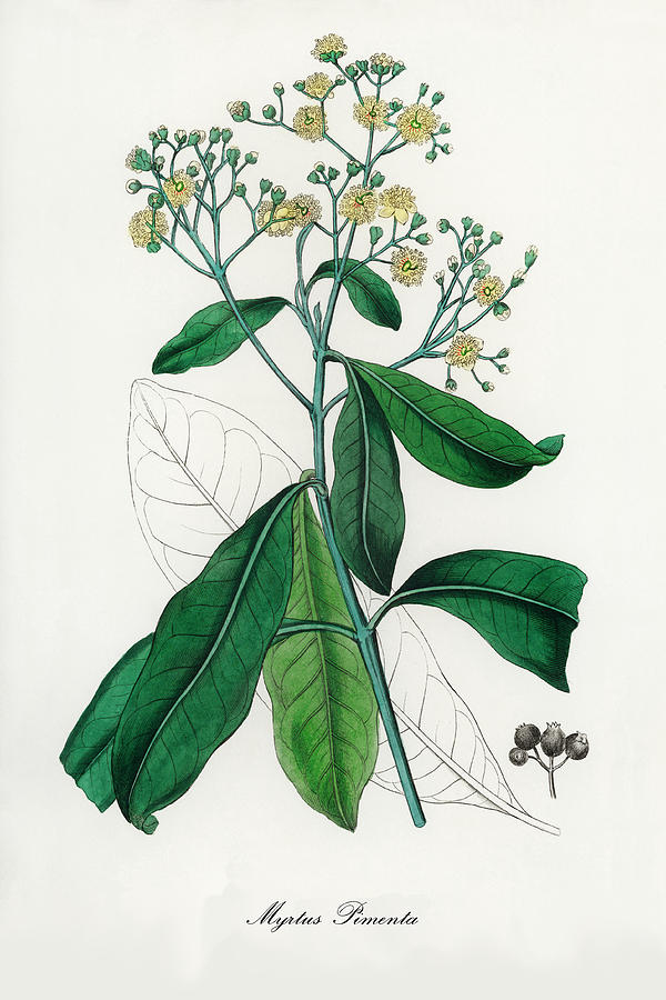 Nature Digital Art - Myrtus Pimenta - Jamaica Pepper - Medical Botany - Vintage Botanical Illustration - Plants and Herbs by Studio Grafiikka