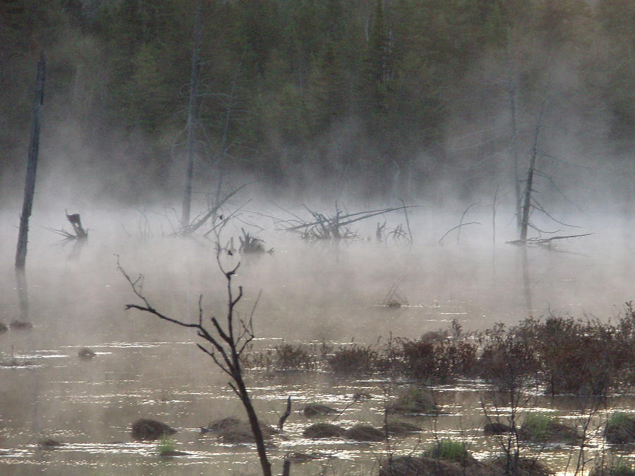 Mysteries in the Fog Photograph by Tom Halseth - Fine Art America