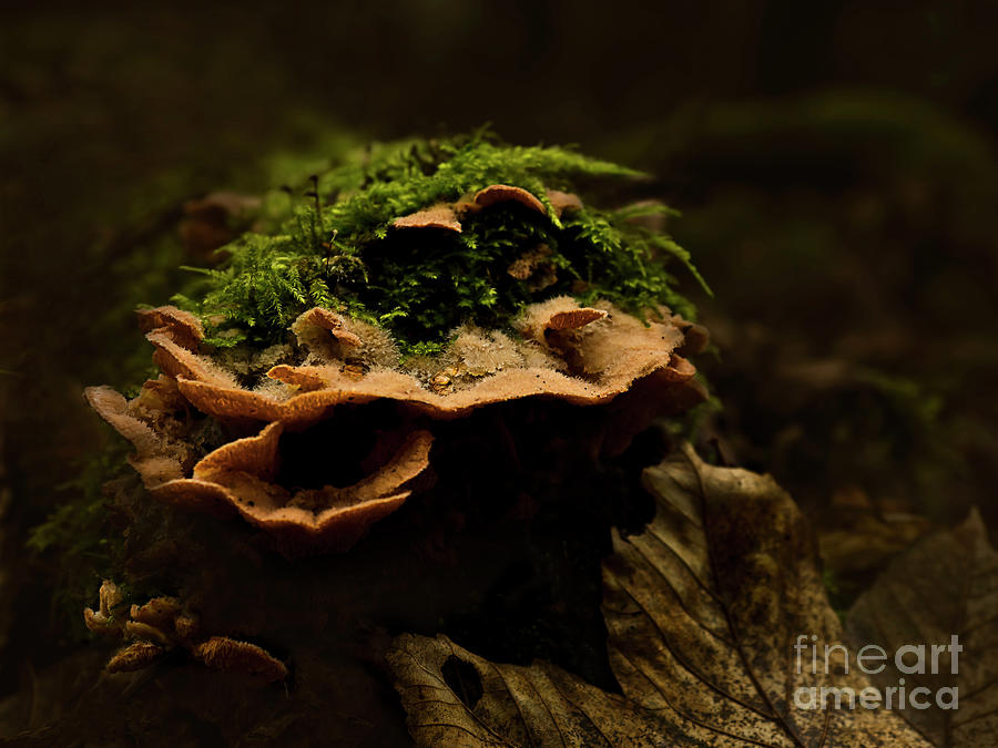 Mysterious Fall Features - Forest Jewels Photograph