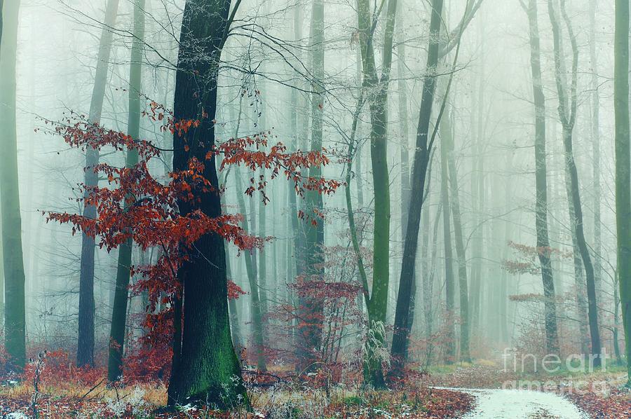 mysterious-foggy-forest-covered-with-gla