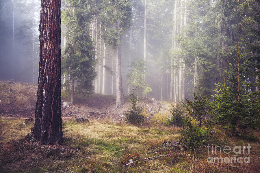Mysterious Forest With Fog Between The Trees Photograph By Ipics Photography