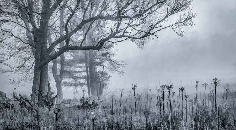 Mysterious, Greyscale Version Photograph by Marcy Wielfaert