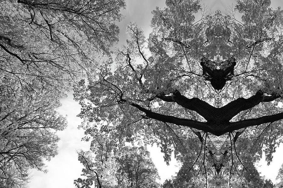Mysterious maple tree spirit - black and white Photograph by Ulrich Kunst And Bettina Scheidulin