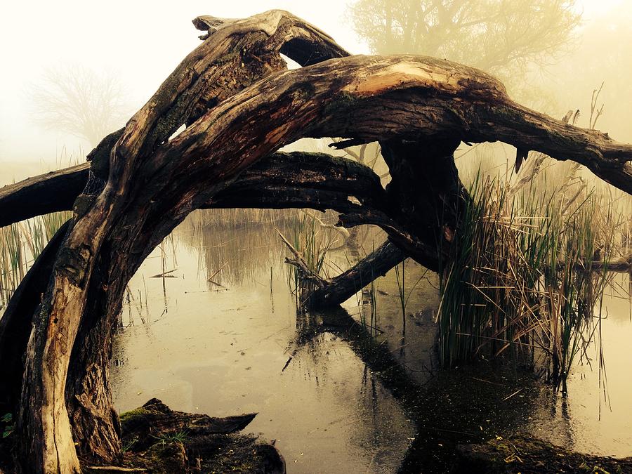 Mysterious Marsh Photograph by Gallery Of Modern Art