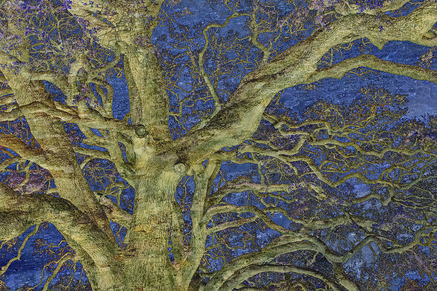 Mysterious Oak Photograph by Lorraine Baum