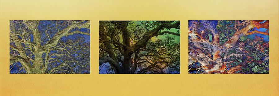 Mysterious Oak Triptych Photograph by Lorraine Baum