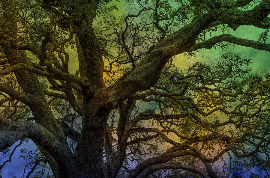 Mysterious Oak Variation 2 Photograph by Lorraine Baum