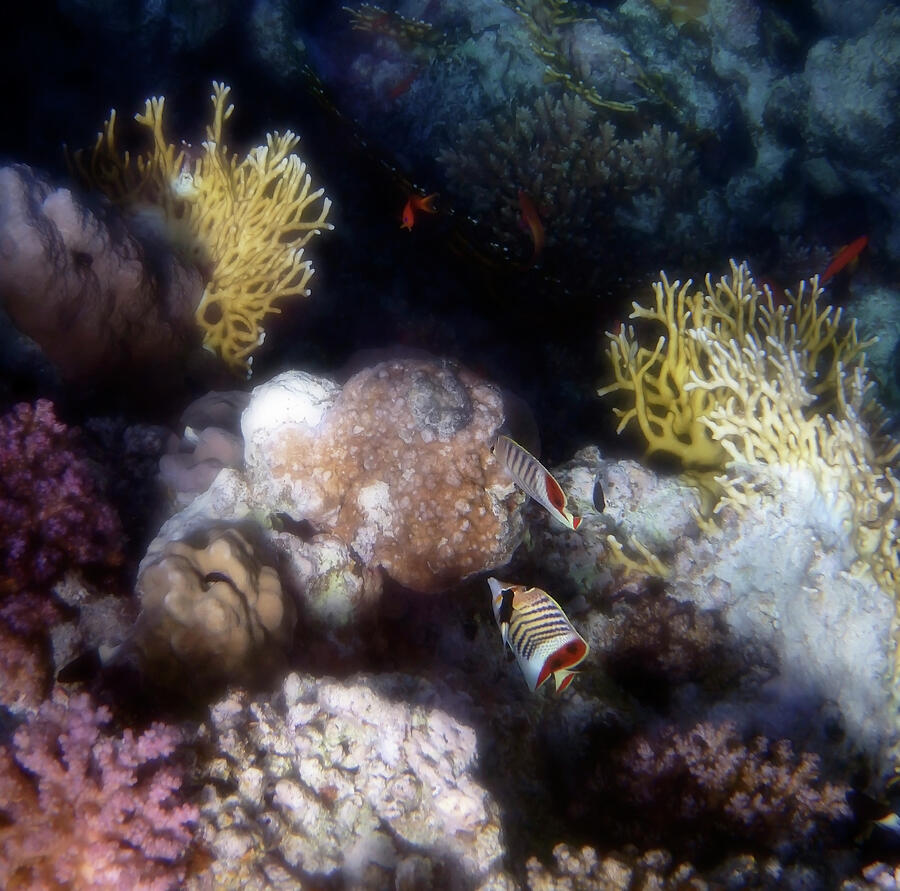 Mysterious Red Sea And Crown Butterflyfish Photograph