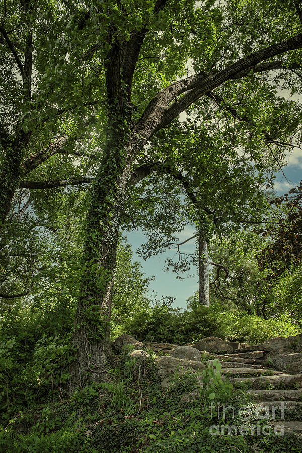 Mysterious Stairway Into The Wild Photograph by Susan Vineyard