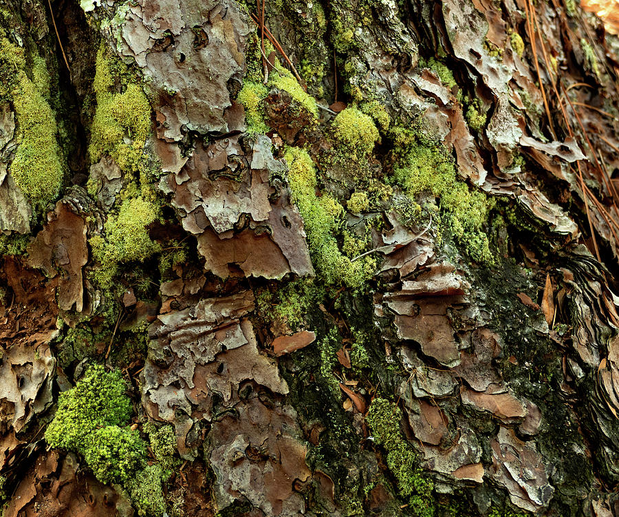 Mysterious Tree Bark by Margaret Zabor Mysterious Tree Bark by Margaret Zabor