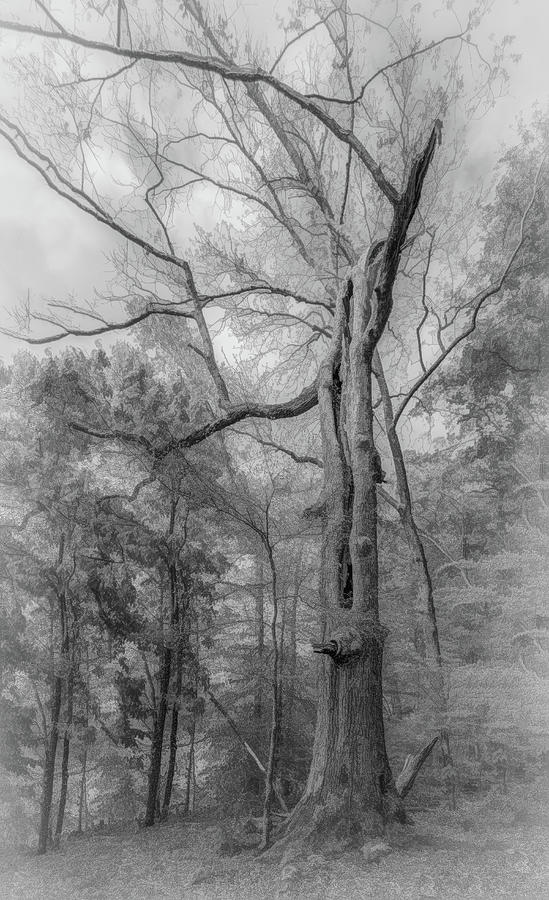 Mysterious Tree  Photograph by Marcy Wielfaert