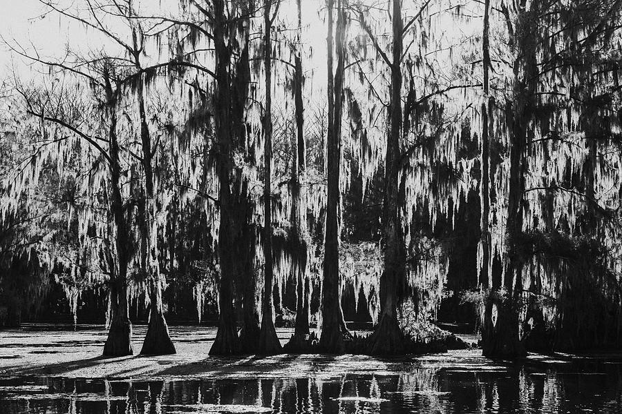 Mysterious Trees Photograph by Iris Greenwell