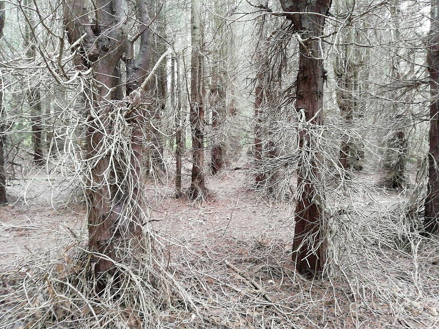 Mysterious Woodland Photograph by Alexandra Vusir