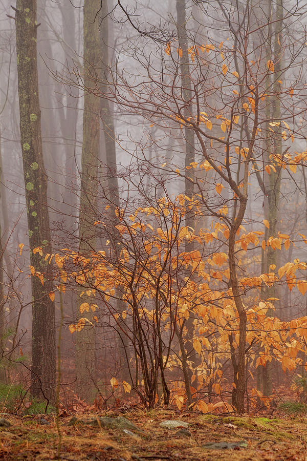 Mystery Autumn Photograph by Karol Livote