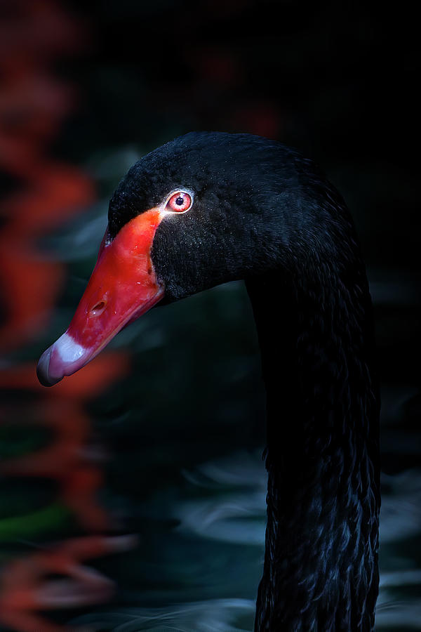 Mystery of the Black Swan Photograph by Mark Andrew Thomas
