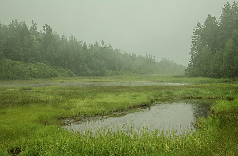 Mystery of the Marsh, Acadia National Park Photograph by Marcy Wielfaert