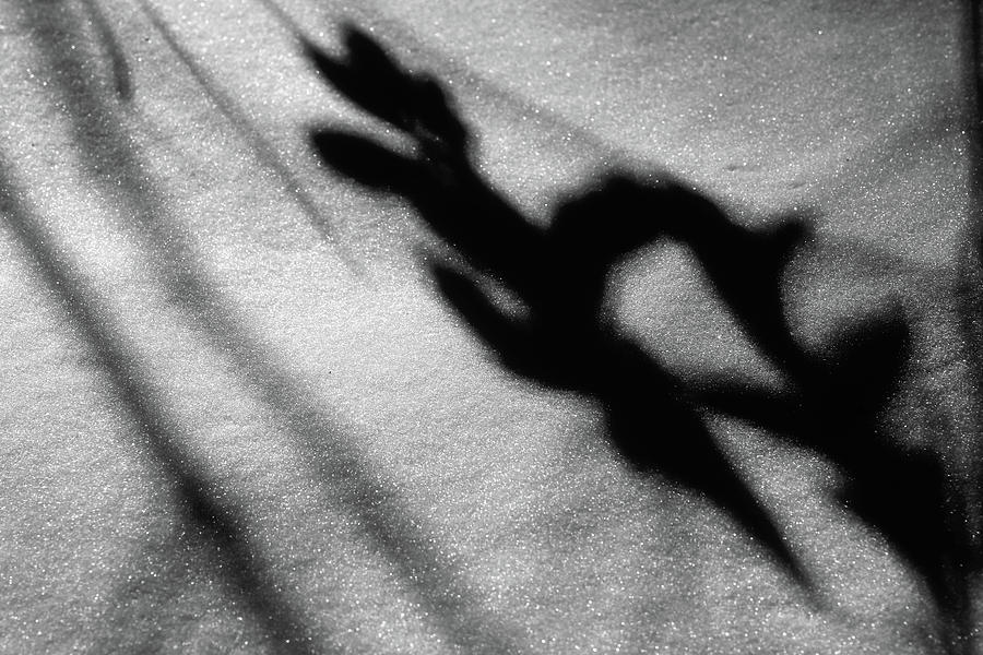 Mystery Shadow in Snow BW 082722 Photograph by Mary Bedy