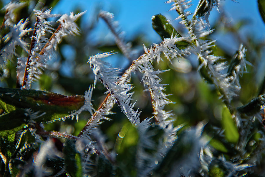 Mystic Frost Photograph