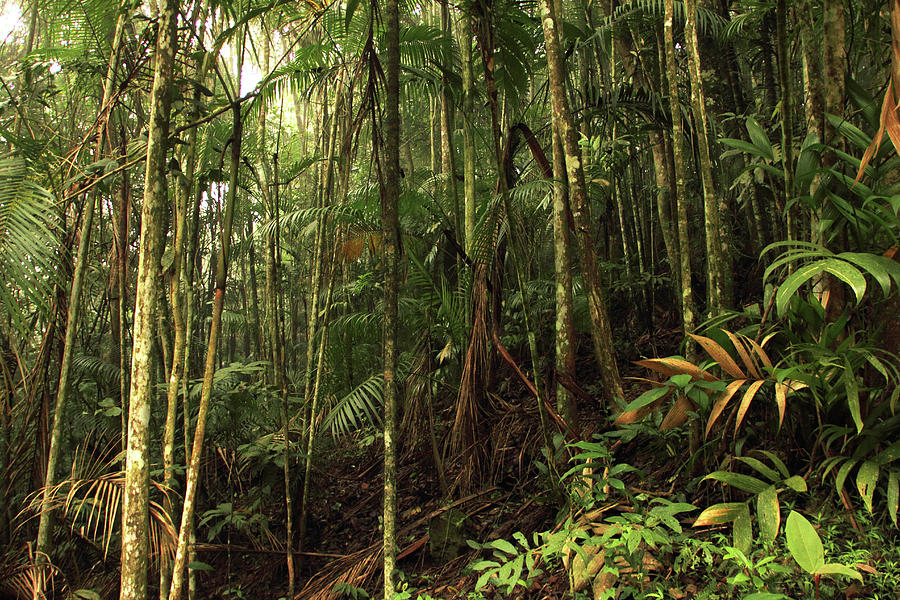 Mystic landscape with palms in the jungle Photograph by Edgloris Marys ...