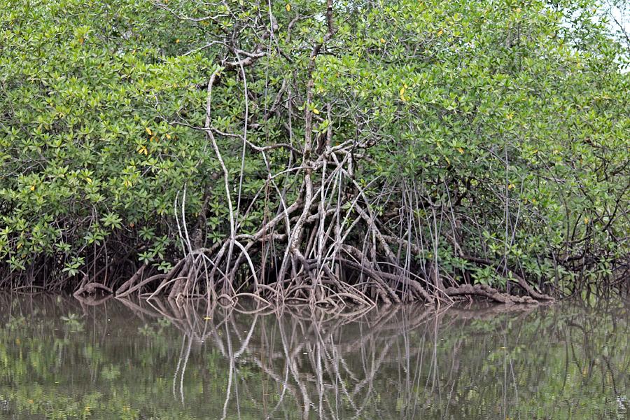 Mystic Mangrove Photograph by Jurgen Bode - Fine Art America