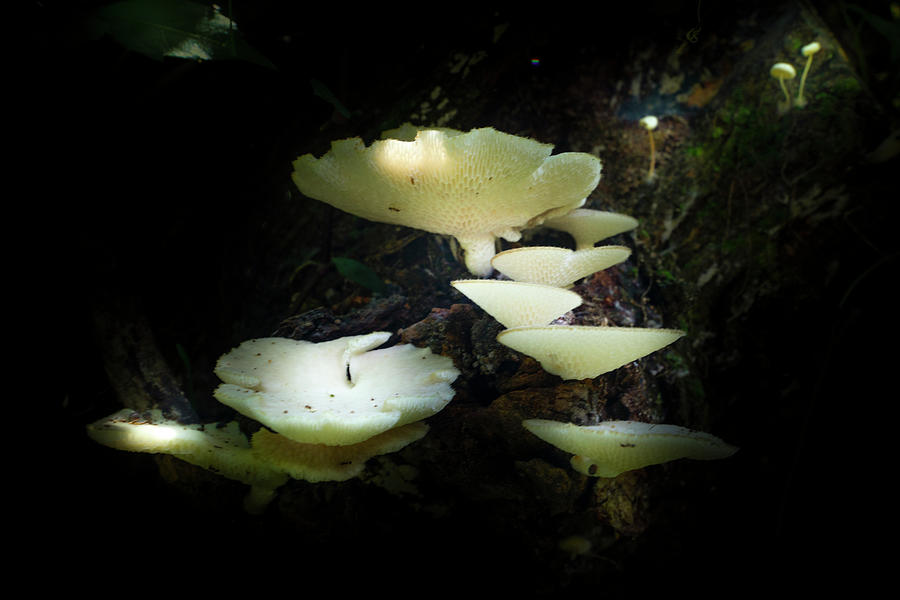 Mystic Mushrooms Photograph by Mark Andrew Thomas