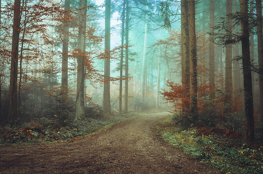 Mystic path Photograph by Adrian Limani Mystic path Photograph by Adrian Limani