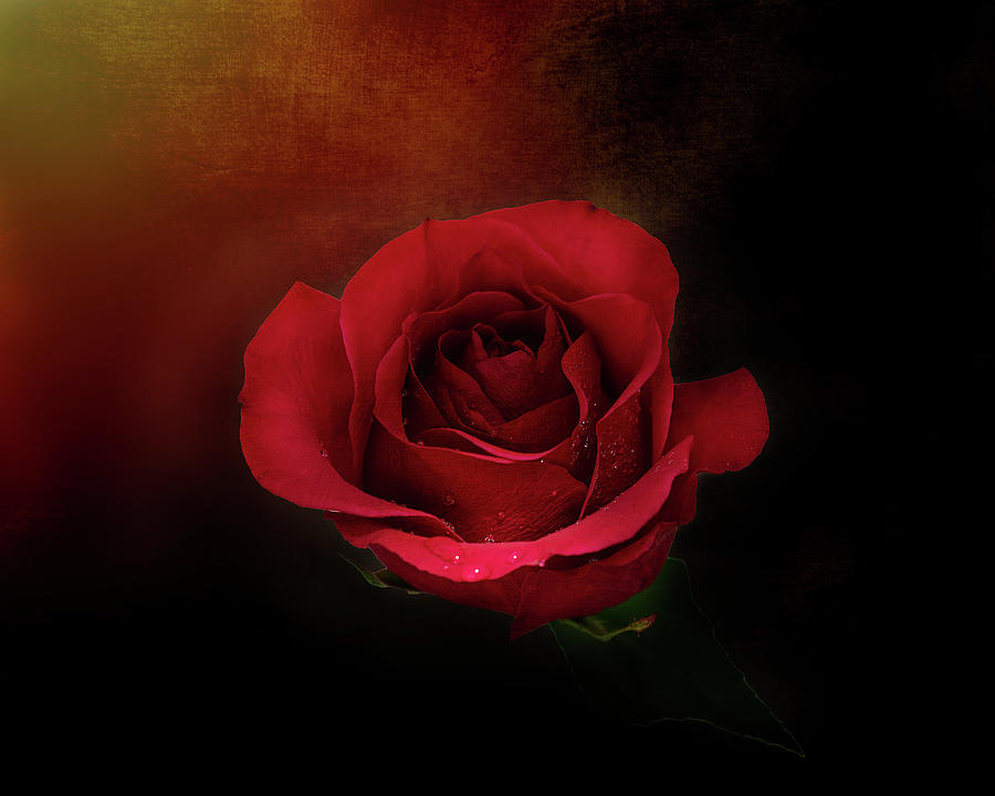 Mystic Rustic Red Rose Photograph by Gwen Gibson