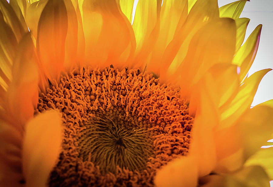 Mystic Sunflower Photograph by Terri Stanley Fine Art America
