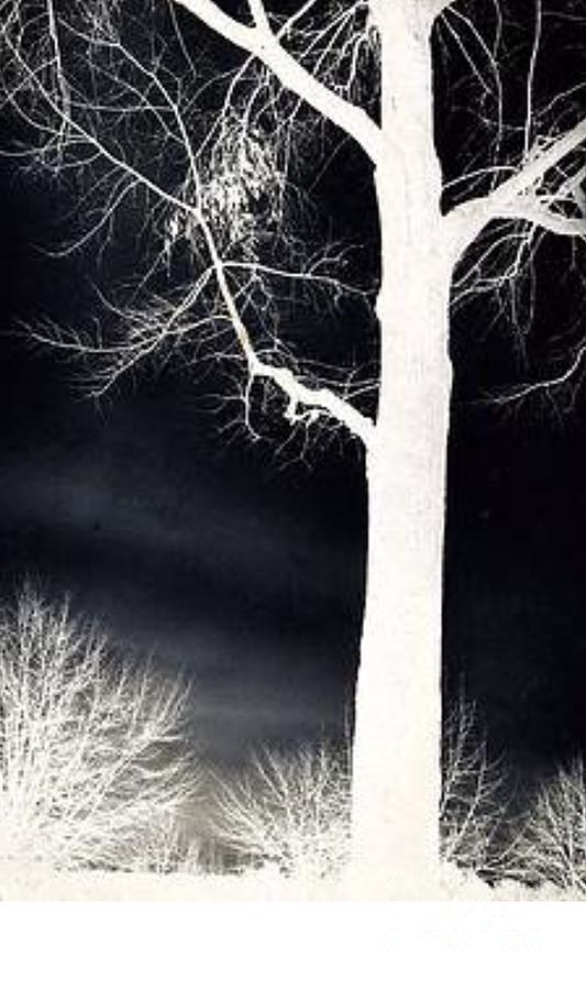 Mystic Tree Nighttime Photograph by Denise F Fulmer
